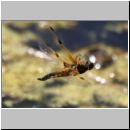 Libellula quadrimcatulata - Vierflecklibelle 11b - Flug.jpg